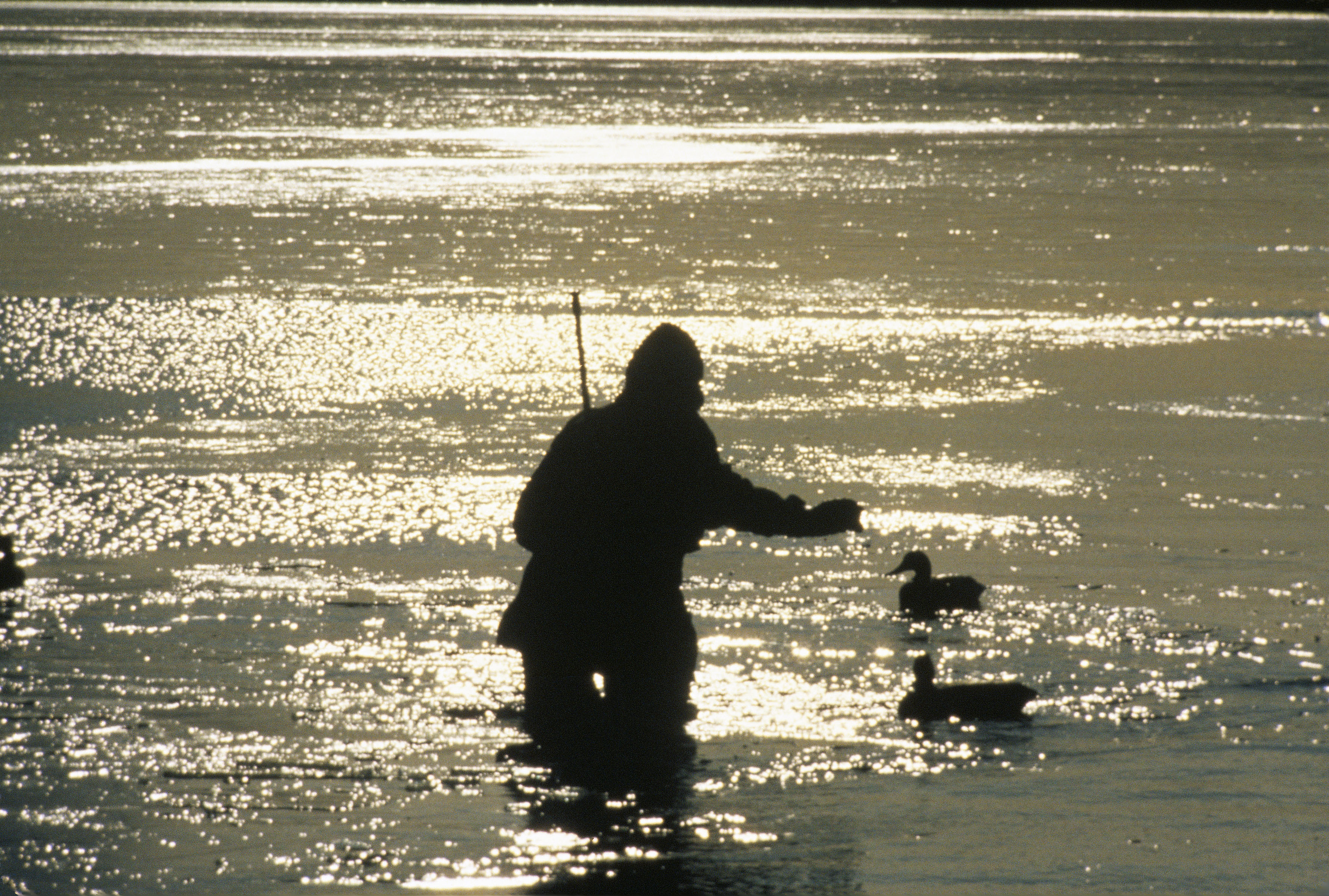 Hunter setting floating duck decoys on sunlit water