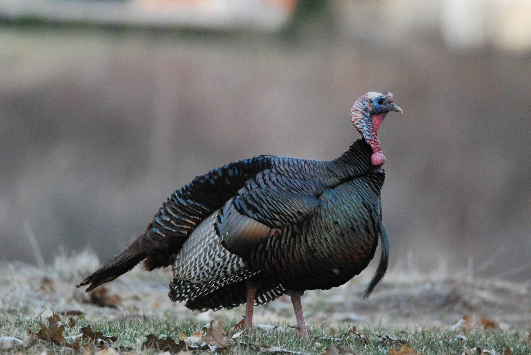 Wild turkey in natural habitat